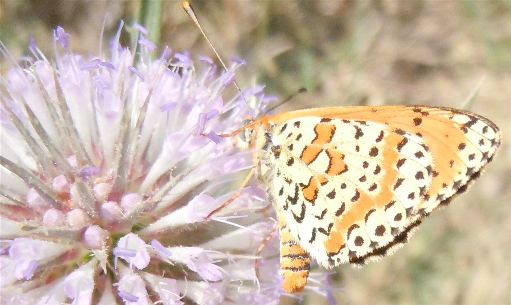 Melitaea didyma? - Si